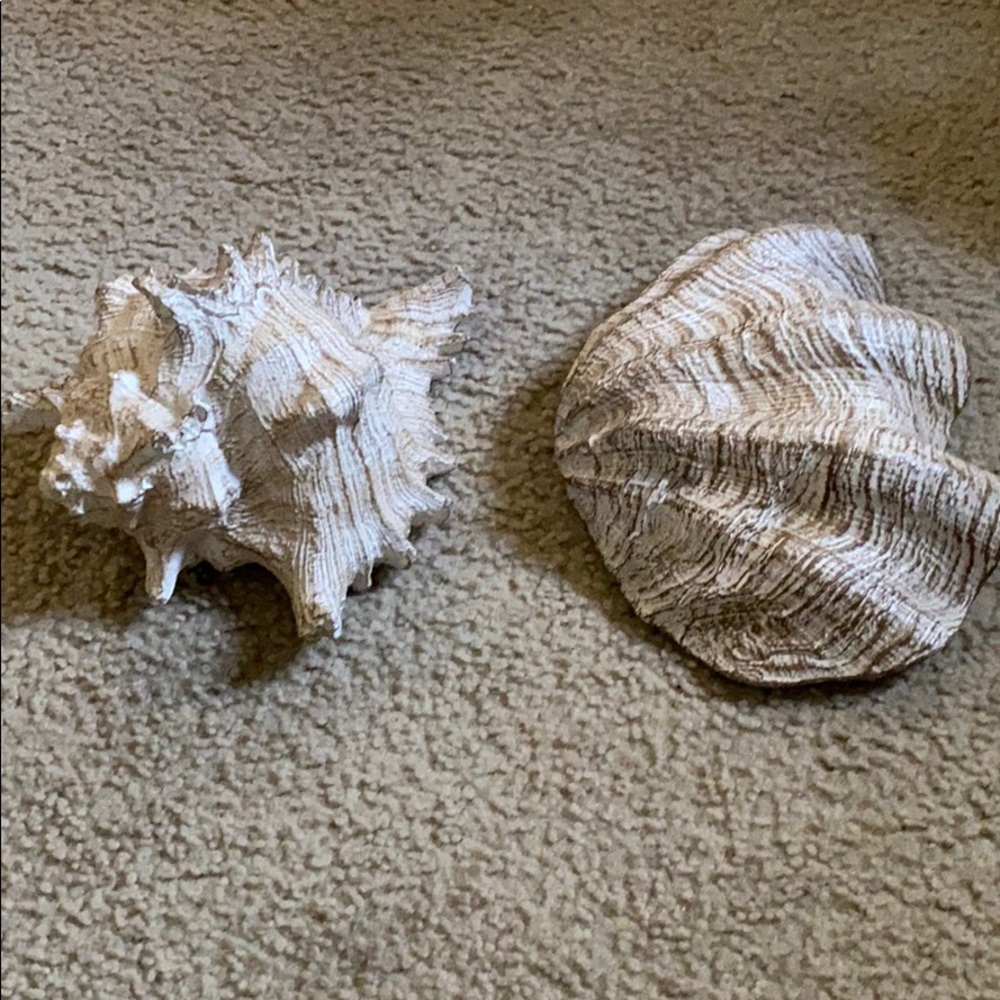 Decor shells for a beach theme room